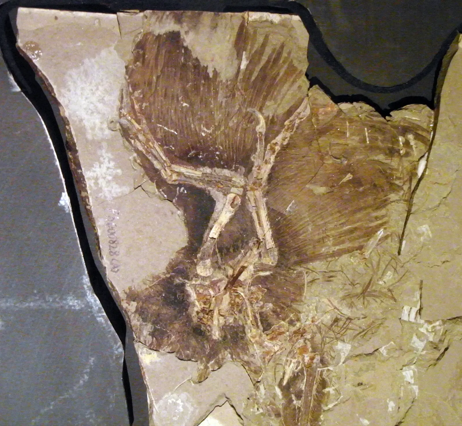 Anchiornis: A Magpie-Like Dinosaur From the Jurassic (Image Credits: Wikimedia)