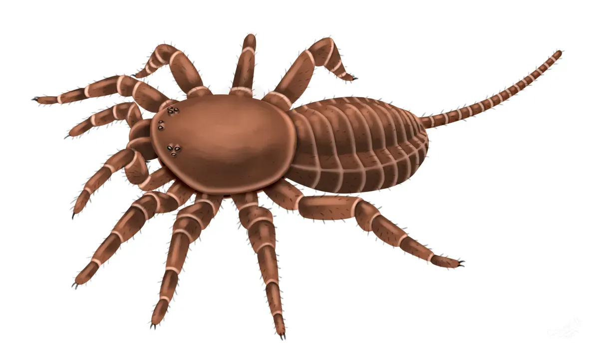 #8 - Attercopus fimbriunguis: The Spider That Might Not Have Been a Spider (By Qohelet12, CC BY-SA 4.0)