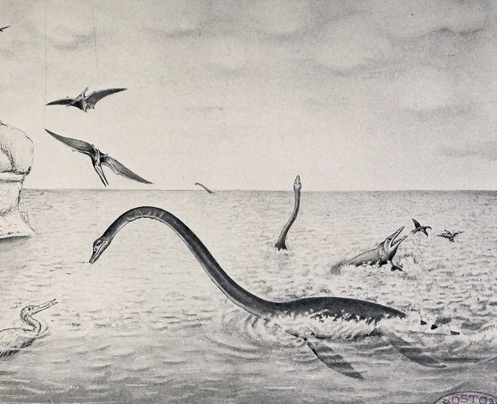 #10 - Elasmosaurus platyurus: The Neck That Got Put On Backwards (Image Credits: Wikimedia)