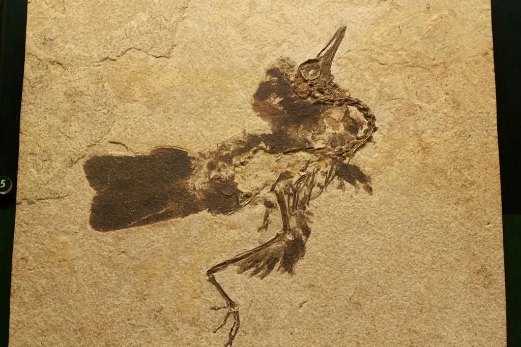 Birds Were Far More Diverse in the Jurassic Than Anyone Thought (mmechtley, Flickr, CC BY-SA 2.0)