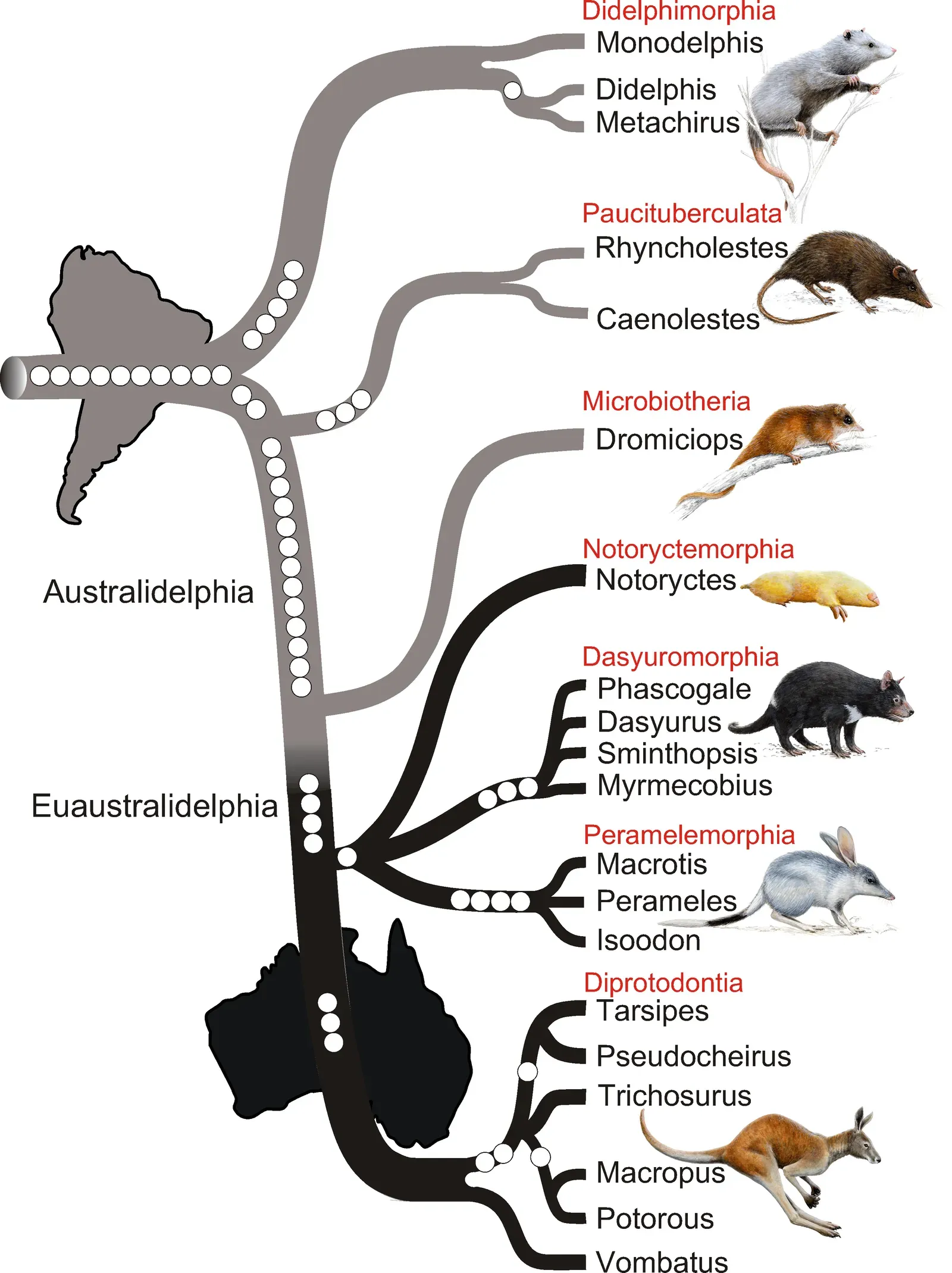 Adaptive Radiation into New Ecological Niches: Claiming an Empty World (Nilsson, M. A.; Churakov, G.; Sommer, M.; Tran, N. V.; Zemann, A.; Brosius, J. R.; Schmitz, J. R. (2010). "Tracking Marsupial Evolution Using Archaic Genomic Retroposon Insertions". PLoS Biology 8 (7): e1000436. DOI:10.1371/journal.pbio.1000436., CC BY 2.5)