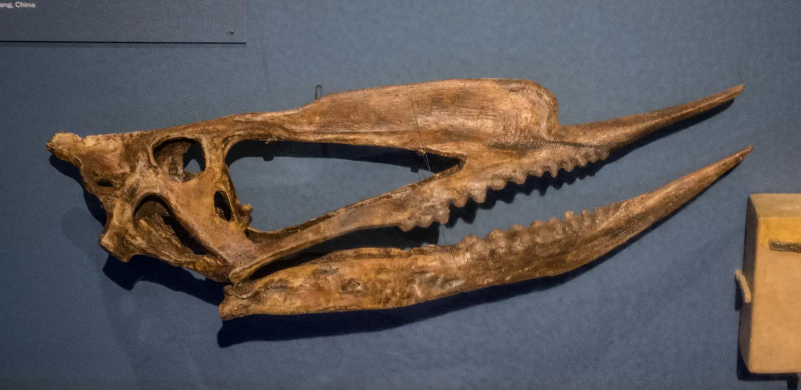 A Brain Built for the Sky in an Instant (Image Credits: Wikimedia)