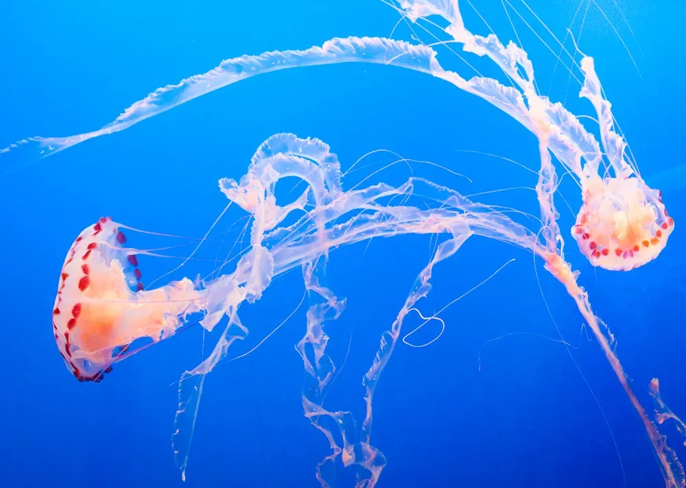 4. Jellyfish: Soft‑Bodied Drifters Older Than Bones (Imported from 500px (archived version) by the Archive Team. (detail page), CC BY 3.0)
