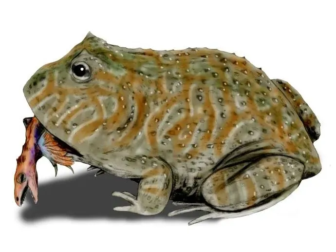 #22 - Beelzebufo ampinga: The "Devil Frog" Built From Broken Pieces (By Nobu Tamura (http://spinops.blogspot.com), CC BY 3.0)