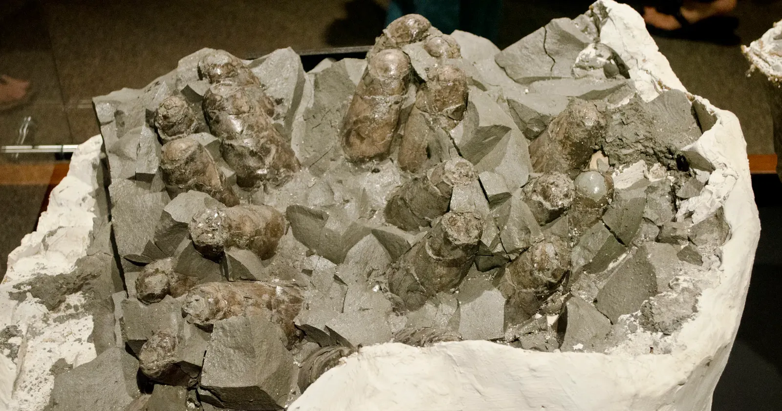 Prismatoolithid Eggs: The Troodon's Clever Incubation Strategy (Troodon formosus egg clutch - Teton County Montana - Museum of the Rockies - 2013-07-08Uploaded by FunkMonk, CC BY-SA 2.0)