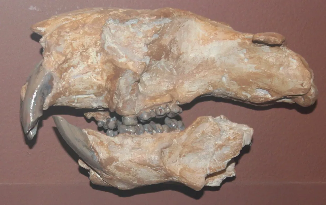 #6 - Broken Teeth Prove It Was Starving Before It Went Extinct (www.goodfreephotos.com (gallery, image), Public Domain)