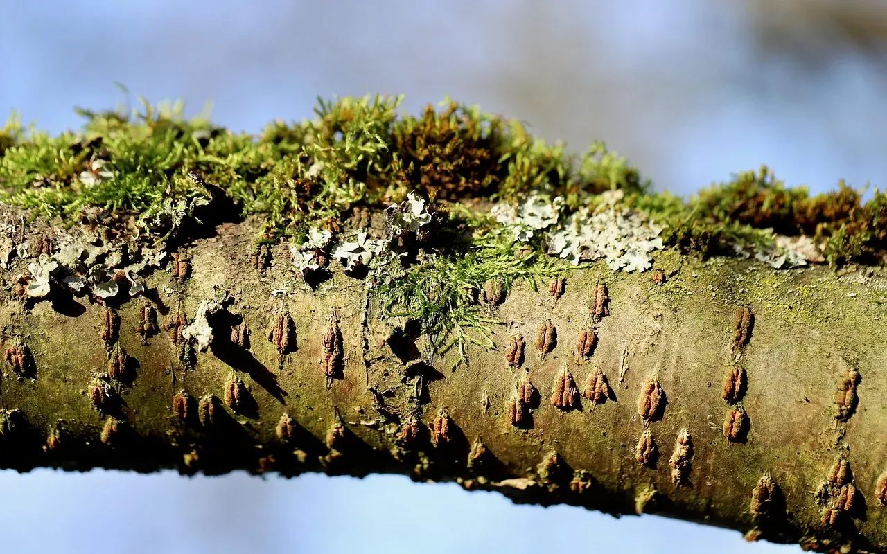 Conclusion: Bark Is Not Just Bark – It’s an Overlooked Universe (Image Credits: Pixabay)