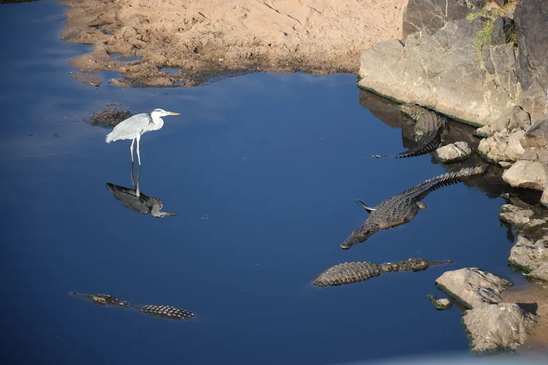 Birds, Crocodiles, and What Modern Animals Teach You About Dinosaur Swimming (Image Credits: Unsplash)
