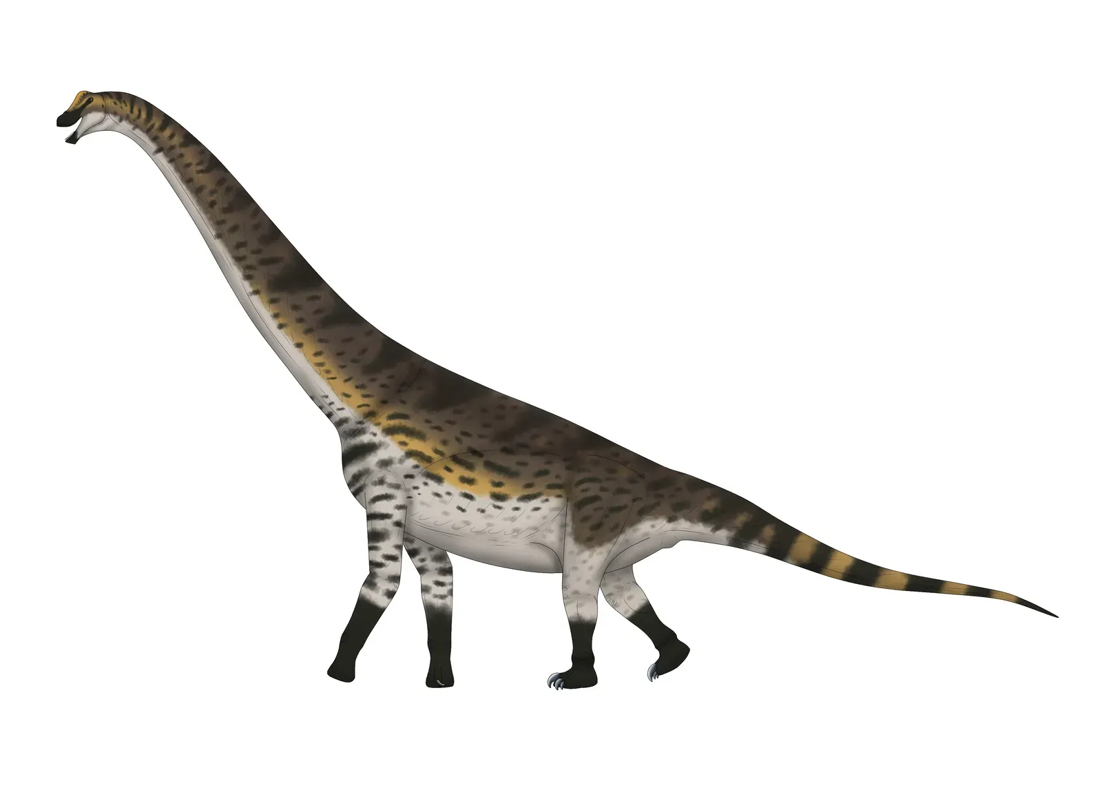 Venenosaurus: The Titanosaur Pioneer (Image Credits: Wikimedia)