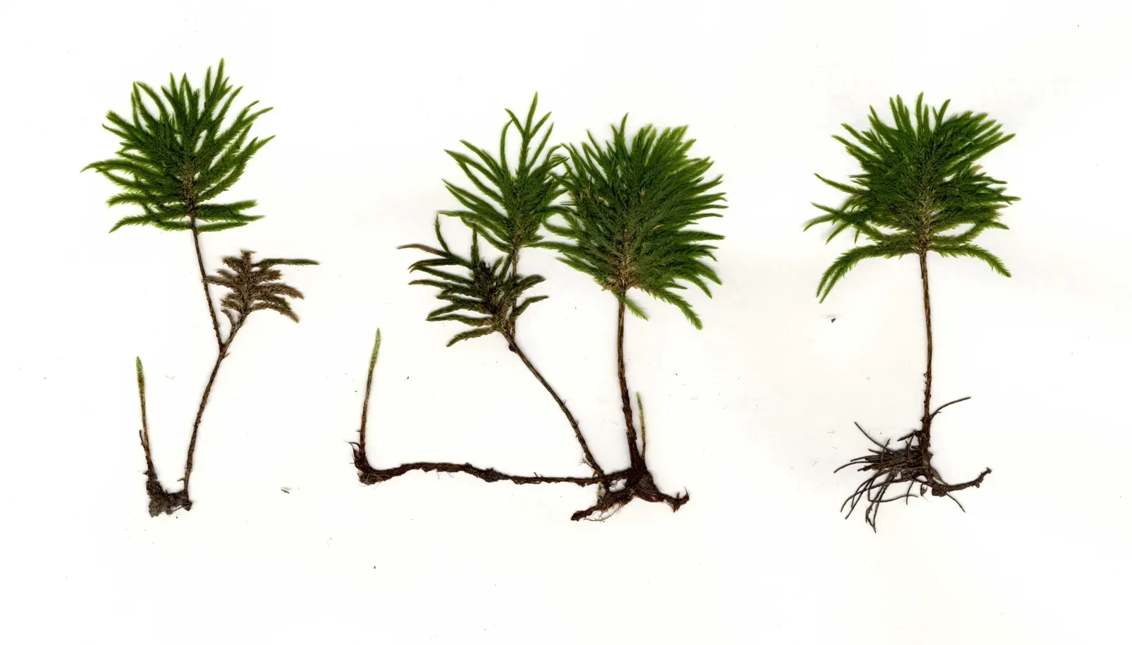 #15 - The Moss and Liverwort Sheets Nobody Has Mounted (By Sunk3rn, CC BY-SA 3.0)