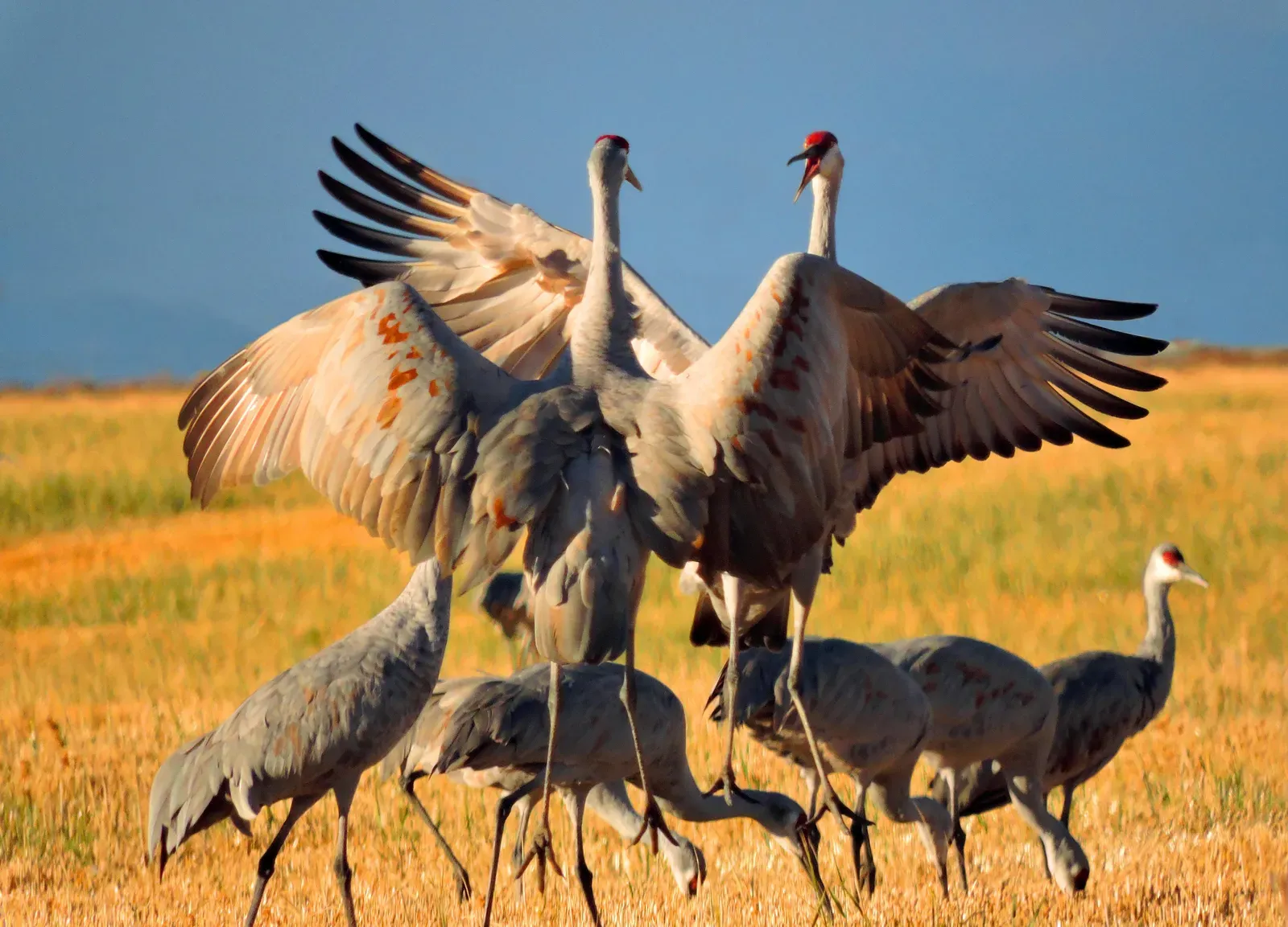 Sandhill Crane: The Ancient Dancing Bird (Image Credits: Wikimedia)