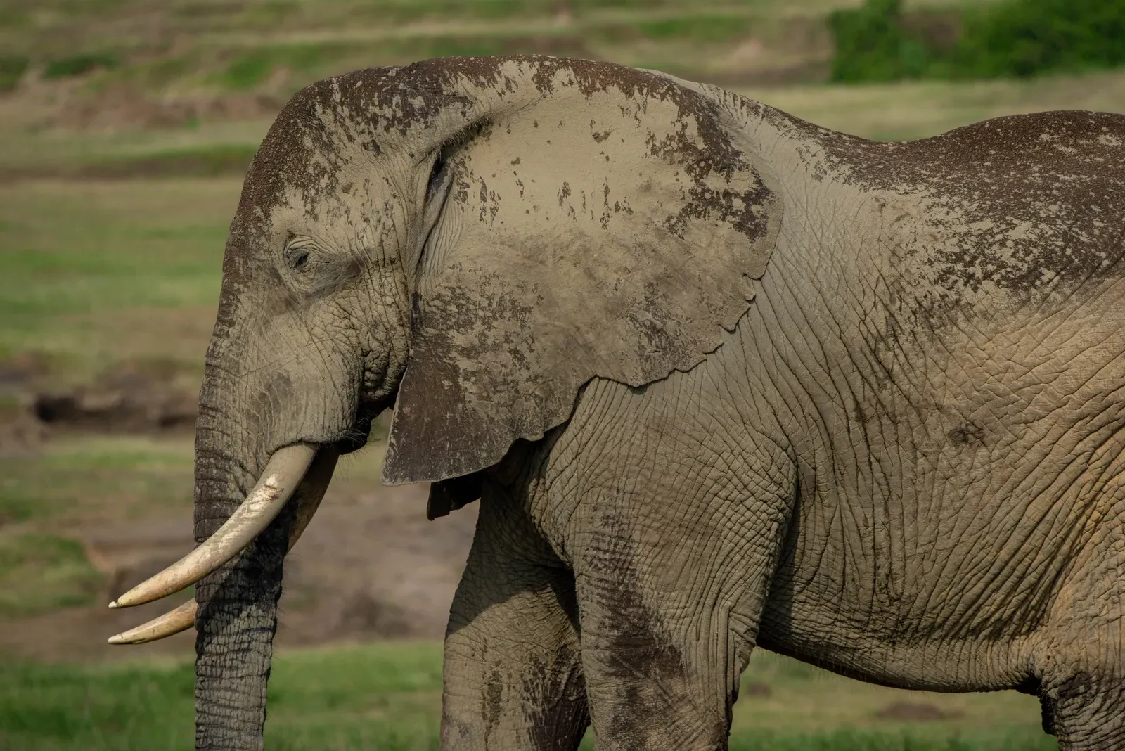 #1 - Nobody Fully Understands How Elephants Make Their Secret Infrasound Calls (By Timothy Akolamazima, CC BY-SA 4.0)