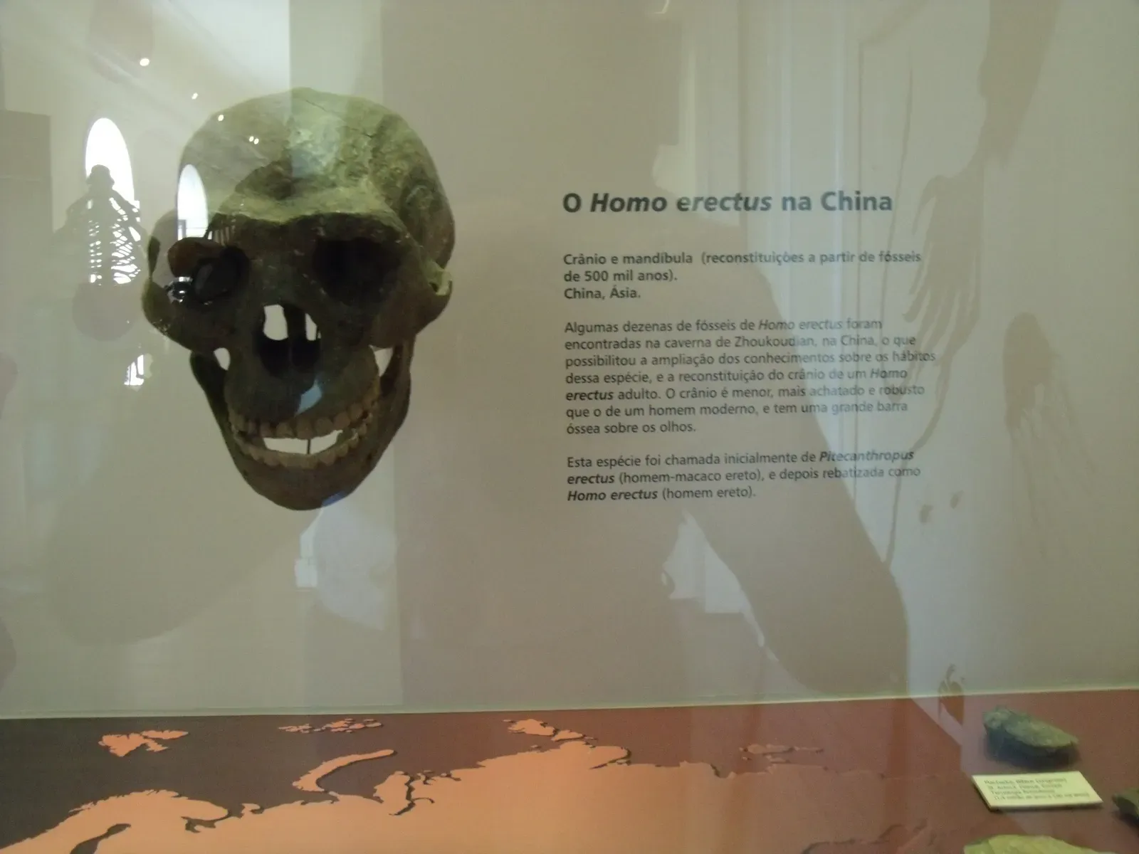 The DAN5 Cranium: A 1.5-Million-Year-Old Face That Rewrites Homo Erectus (By Bferreira79, CC BY-SA 4.0)