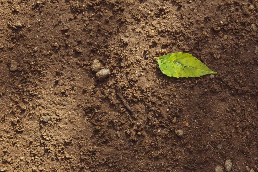 #4 – Air Pockets: Oxygen, Roots, and the Problem with Compaction (Image Credits: Unsplash)
