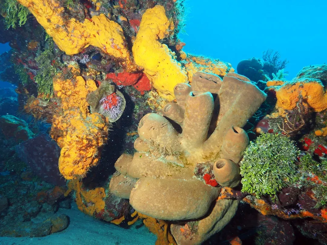 5. Reef Worlds Built From Sponges, Not Coral (Image Credits: Unsplash)