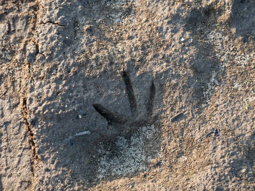 What Exactly Is a Fossilized Footprint, and How Does One Survive Millions of Years? (Image Credits: Unsplash)