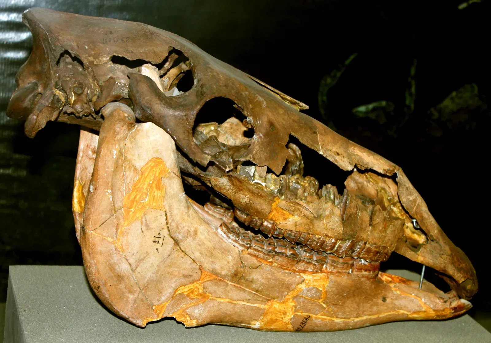 #10 - Mammal Diversity Exploded Instantly and Evenly After the Extinction (By Urek Meniashvili, CC BY-SA 3.0)