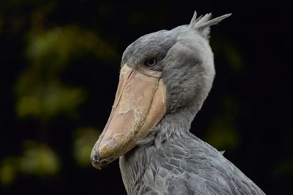 4. Birds: The Last Dinosaurs Facing a New Extinction (Image Credits: Pexels)