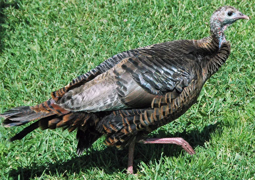 Why It Matters Today: Seeing Modern Birds as Living Dinosaurs (James St. John, Flickr, CC BY 2.0)