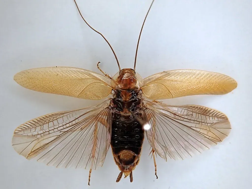 The End of the Giants: How the Reign of Monster Insects Collapsed (kitenet, Flickr, CC BY 2.0)