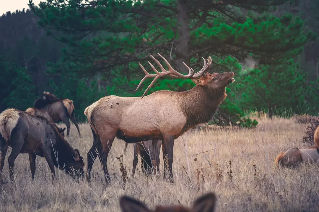 #11 - They Listened for Warnings Across Species Lines (Image Credits: Unsplash)