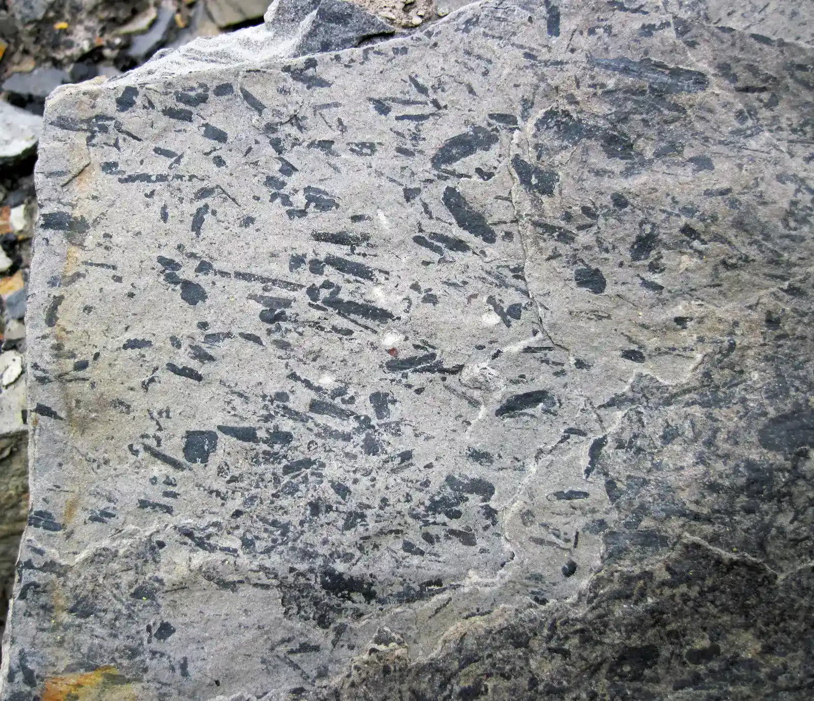 Conclusion: The Green Thread Connecting Past to Present (Image Credits: Wikimedia)