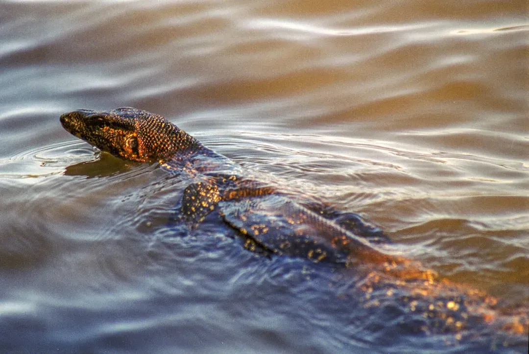 #2 - They're Not Trapped on Their Islands, They're Swimming Between Them (Image Credits: Unsplash)