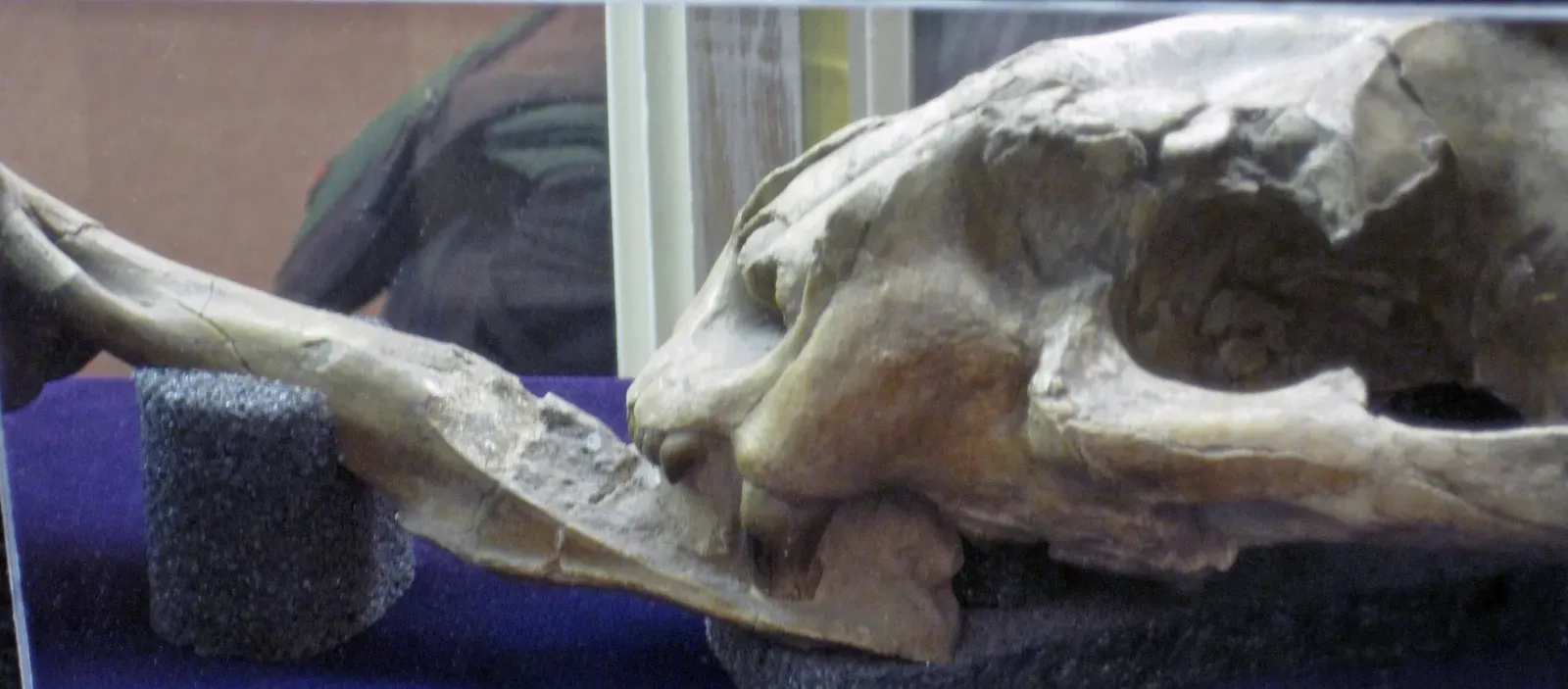 5. Nursing injuries and living with painful, sometimes crippling damage (Nimravus major (fossil false sabertooth mammal with canine tooth piercing another bone) (Oligocene; Black Hank Canyon, Wildcat Hills, Nebraska, USA) 2, CC BY 2.0)