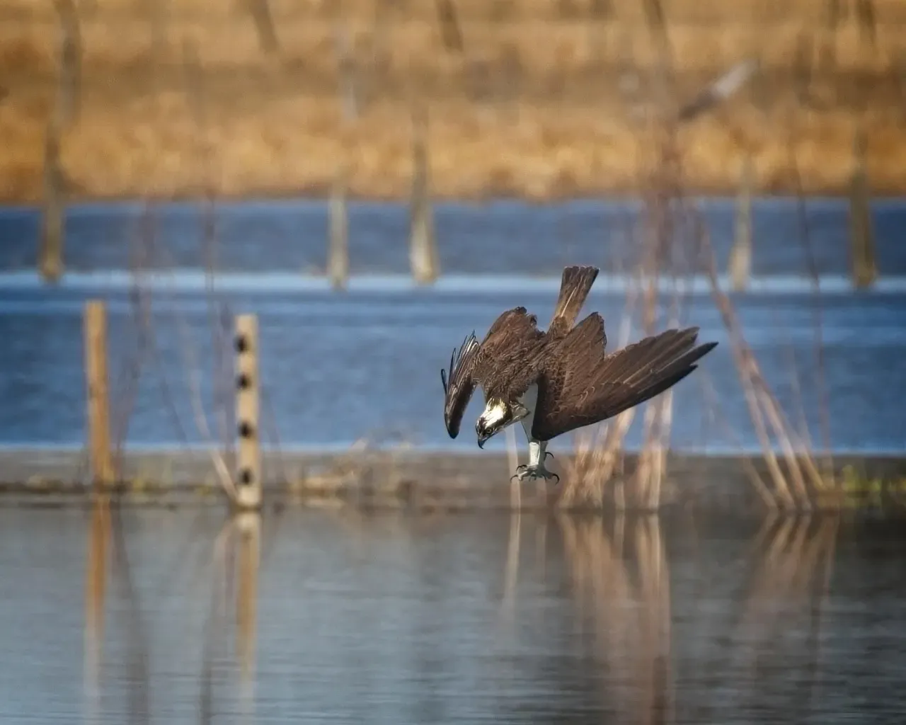 Libra: The Osprey (Image Credits: Pixabay)