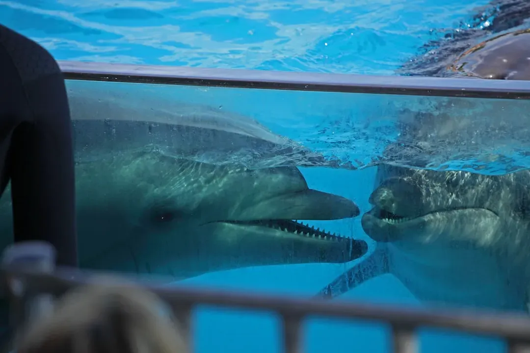 #2 - Dolphins Recognize Themselves in Mirrors (Image Credits: Unsplash)