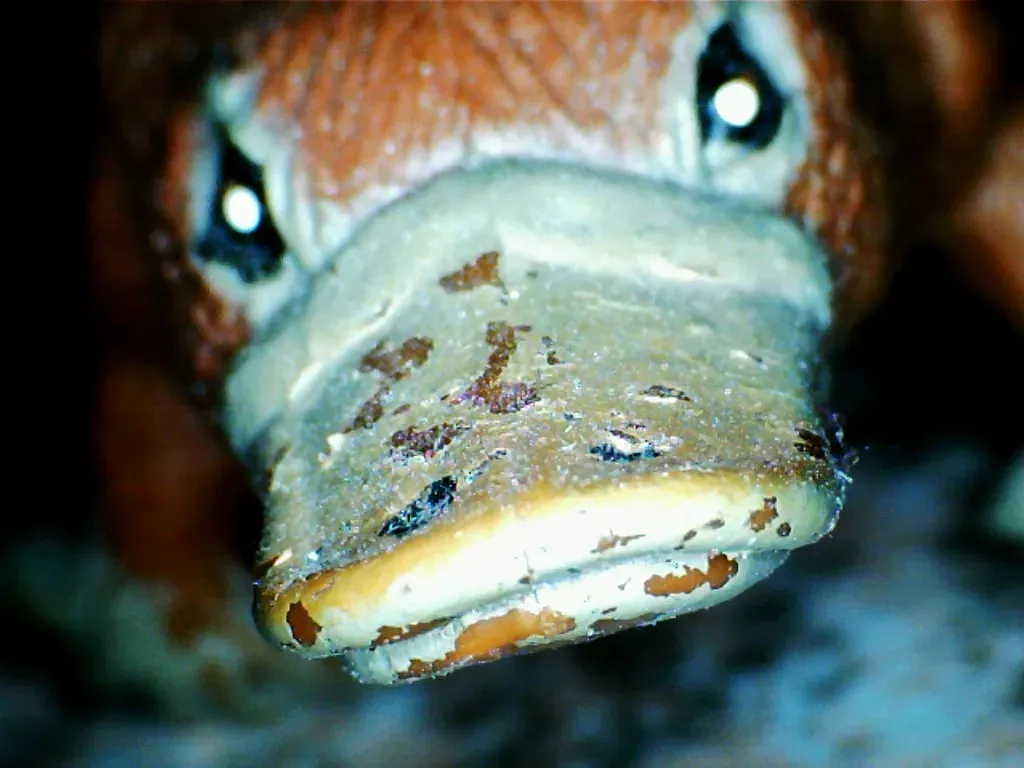 Electric Hunter: Seeing the Underwater World Without Eyes (davepegz, Flickr, CC BY-SA 2.0)