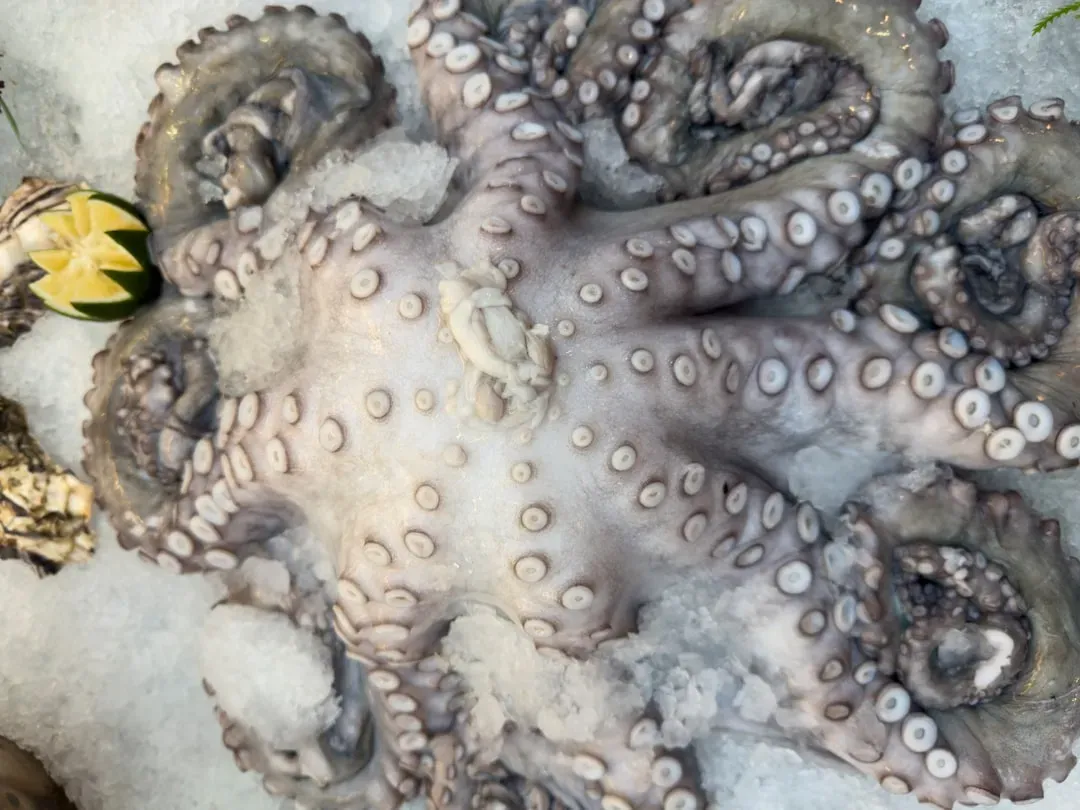8. Ancient Octopus Relatives: Half a Billion Years of Skin Wizardry (Image Credits: Unsplash)