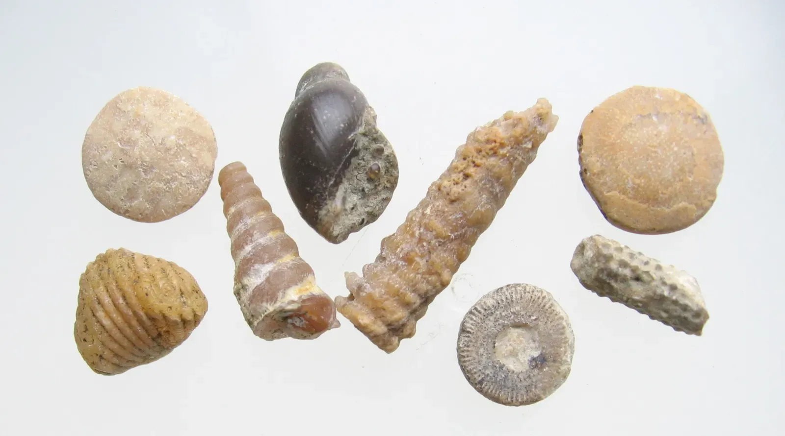 The Mesozoic Seas Underwent a Biological Revolution That Reshaped the Ocean Forever (Image Credits: Wikimedia)