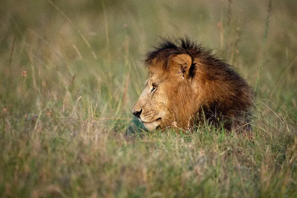 The Lion: Lead with Courage and Heart (Image Credits: Stocksnap)