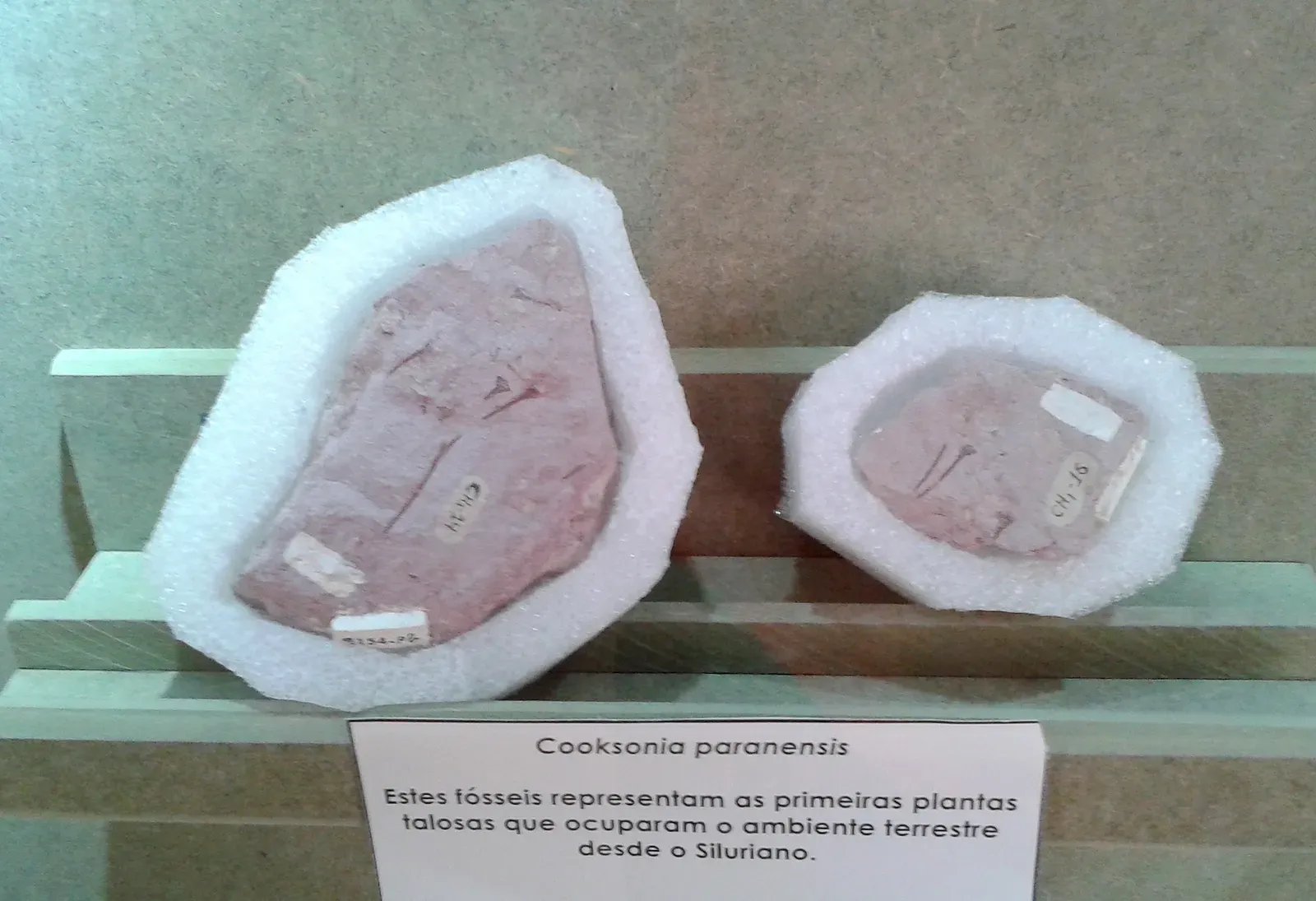 1. Cooksonia: The Tiny Plant That Rewired the Planet (By Dornicke, CC BY-SA 4.0)