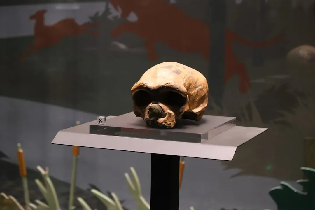 6. Neanderthal Fossils - Rewriting the Story of Human Uniqueness (Image Credits: Unsplash)