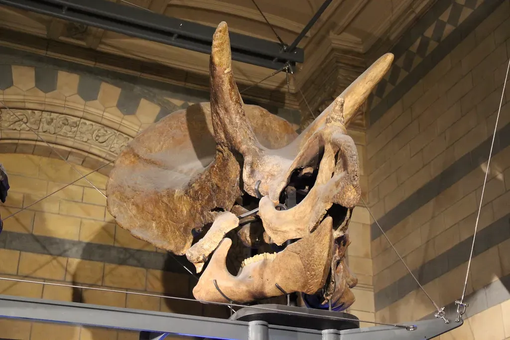 #2 - Its Skull Alone Could Be a Third of Its Entire Body Length (Image Credits: Flickr)