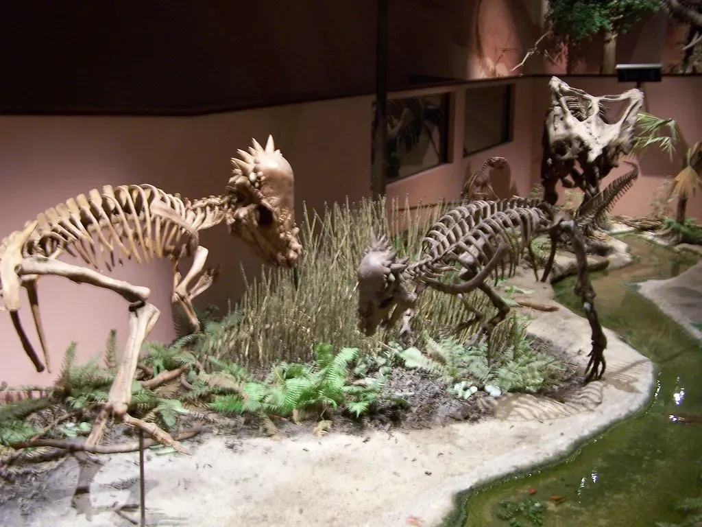 Bizarre Headbutting Contests in Pachycephalosaurs (Image Credits: Flickr)