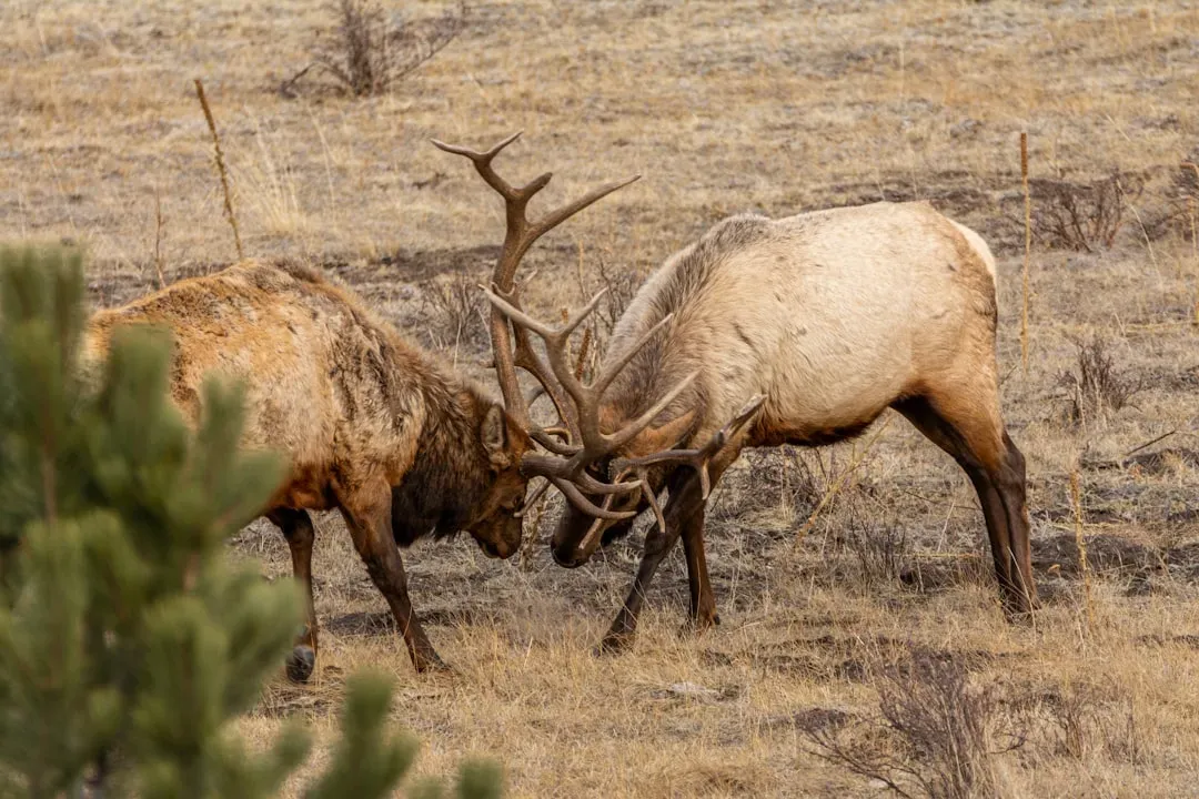 8. The Territorial Defender: Protecting Your Domain (Image Credits: Unsplash)