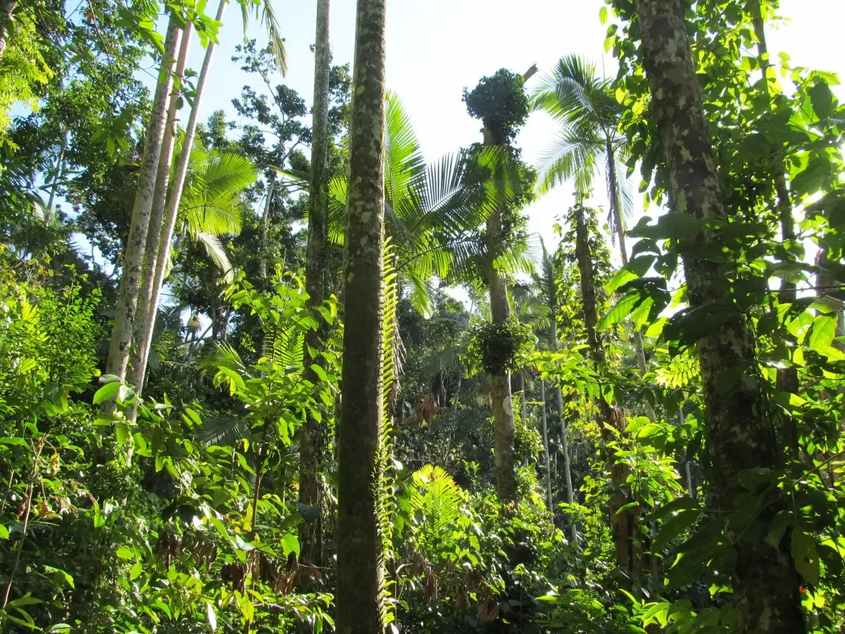 When the Silence Finally Came: The End of the Acoustic Age (Image Credits: Wikimedia)