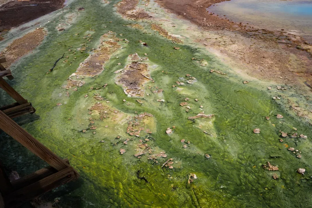 Ancient Microbial Mats Still Visible After Billions of Years (Image Credits: Unsplash)