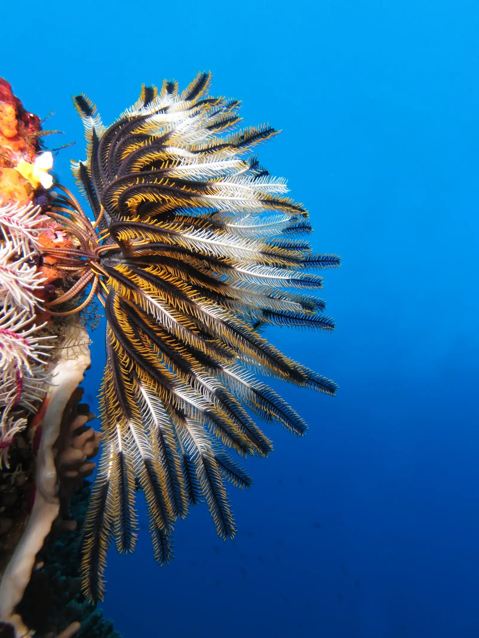 Virgo – Sea Lily (Crinoid), the Ancient Architect of Underwater Order (By Alexander Vasenin, CC BY-SA 3.0)