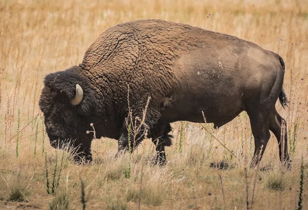 Taurus – The Bison’s Steady Power (andrewasmith, Flickr, CC BY-SA 2.0)