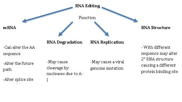 #5 - Ironically, Brand-New Lab Work Just Handed the RNA World Its Strongest Evidence Yet (By Sryuu, Public domain)