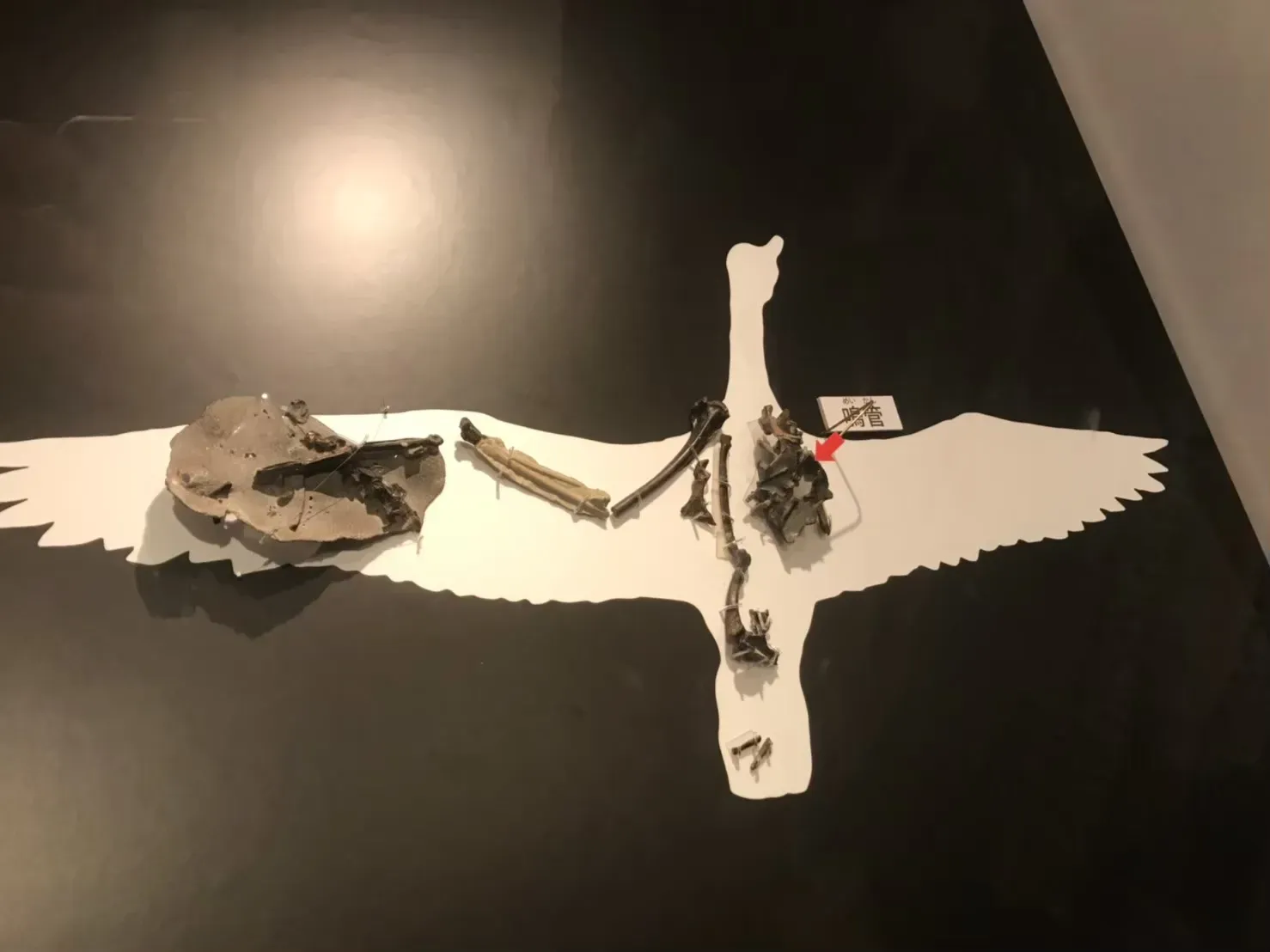 Surviving the Apocalypse: How Birds Made It Through the Mass Extinction (Image Credits: Wikimedia)