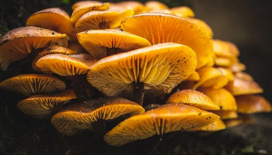 2. A “Fungus World” After the Great Dying (Image Credits: Pexels)