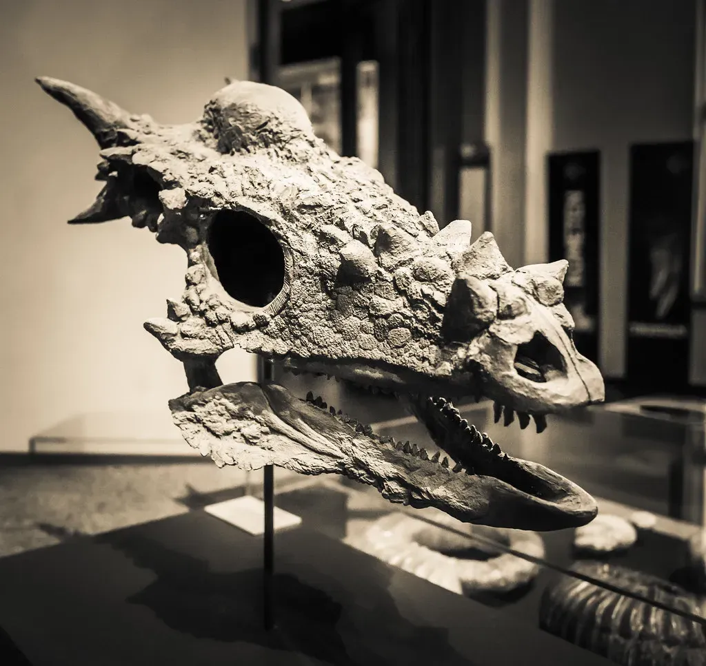 #5 - Stygimoloch spinifer (Sergiy Galyonkin, Flickr, CC BY-SA 2.0)