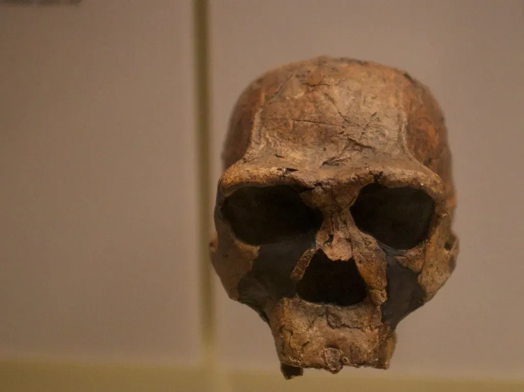 Homo heidelbergensis: the common ancestor lurking in your shadow (hj_west, Flickr, CC BY-SA 2.0)