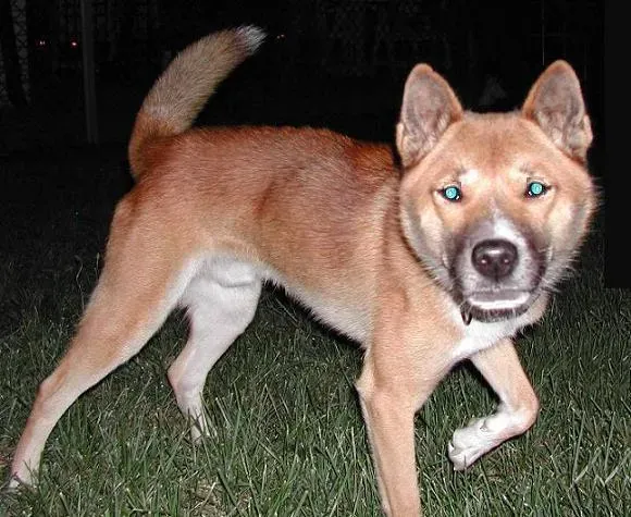#10 - The New Guinea Singing Dog (Night Stalker, CC BY-SA 2.0)