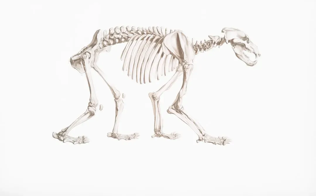 #4 - The "Ancient War Dog" Built From Wolf, Mastiff, and Bear (Image Credits: Unsplash)